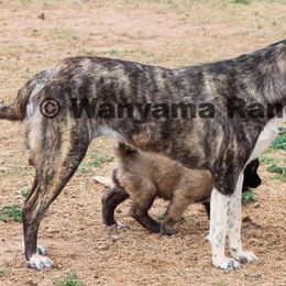 Anatolian Shepherd Dog puppies from Wanyama Ranch Anatolians