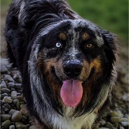 Quill - Australian Shepherd