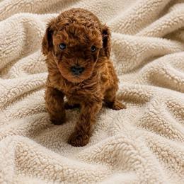 Sophie - Red  female Poodle puppy in Auburn, Georgia from Southern Poodles