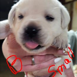 Sy - Yellow male Labrador Retriever puppy in Middleburg, Pennsylvania from Countrylanes labs