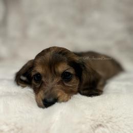 Orange heart girl (dapple) - Dapple female Dachshund puppy in Chehalis, Washington from McJazzin Doxies