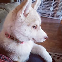 Siberian Husky Puppies from Tricia's Siberians LLC
