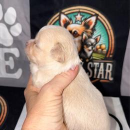 Dean - Cream and white male Chihuahua puppy in Palmyra, Indiana from Country Star Chihuahuas