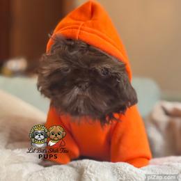 Jude - Chocolate male Shih Tzu puppy in Walkertown, North Carolina from Lil’ Bit’s Shih Tzu
