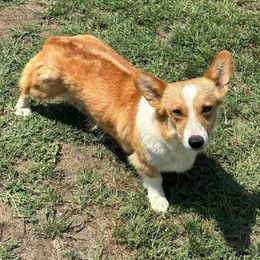 Bugs - Pembroke Welsh Corgi