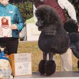 Poodles from Shalestone Poodles