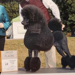 Poodles from Shalestone Poodles