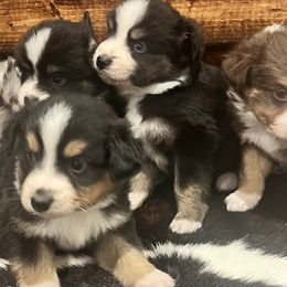Miniature Australian Shepherds from Lil Lain Farms