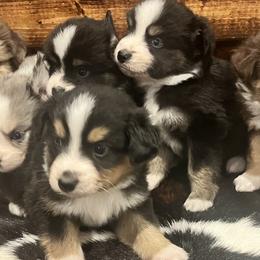 Miniature Australian Shepherds from Lil Lain Farms