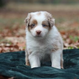 Dumplin - Red merle female Australian Shepherd puppy in Star City, Arkansas from Circle P Farm