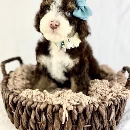 Bernedoodle, Cavapoo, and Goldendoodle Puppies from Blackberry Farm Puppies