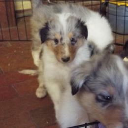Dillion - Blue merle and white male Collie puppy in New Mexico from Red Canyon