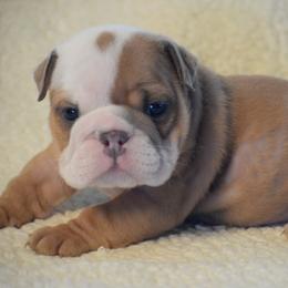 Boy 3 - Red and white male Bulldog puppy in Bradleyville, Missouri from HurstBulldogs