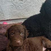 Curly-Coated Retriever Puppies from Tyneside Curlies