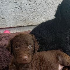 Curly-Coated Retriever Puppies from Tyneside Curlies
