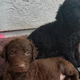 Curly-Coated Retriever Puppies from Tyneside Curlies