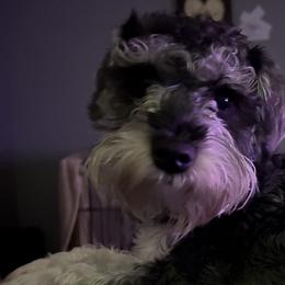 Charlie - Miniature Schnauzer