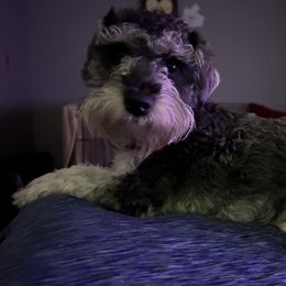 Charlie - Miniature Schnauzer