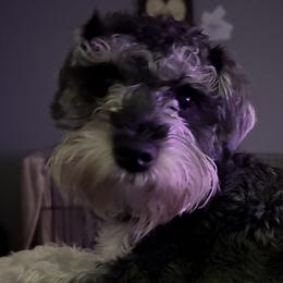 Charlie - Miniature Schnauzer