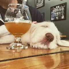 Spinone Italiano Puppies from Stella Del Nord Spinoni Italiani