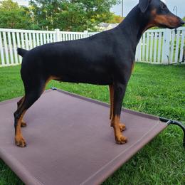 Doberman Pinscher All Grown Up from T.W. Dobermans of New Jersey