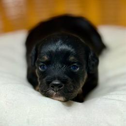 Rainy - Black phantom female Aussiedoodle puppy in Sterling, Colorado from North 40 Doodles