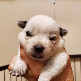Eyeliner plain - Blue mottled female Australian Cattle Dog puppy in Lenoir, North Carolina from Blue Coyote Ranch