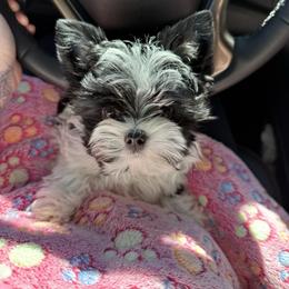 Boy two(more black) - Parti male Yorkshire Terrier puppy in Virginia from Yorkies of Boston