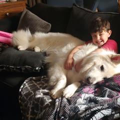 "Bogey, the sire of our puppies" Berger Blanc Suisse Puppies from SureFire Shepherds