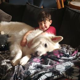 "Bogey, the sire of our puppies" Berger Blanc Suisse Puppies from SureFire Shepherds