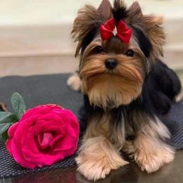 Yorkshire Terrier puppies from Prestigious Pups