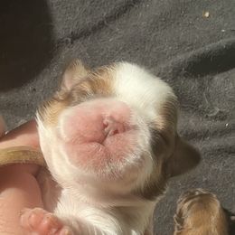 Posey - Liver and white female Shih Tzu puppy in Berkeley Springs, West Virginia from Sandridge Shih Tzus