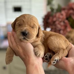 Grumpy-Red - Apricot male Goldendoodle puppy in Bay City, Texas from Charming Doods Goldendoodles