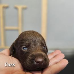 Cass - Chocolate female Labrador Retriever puppy in Macomb, Missouri from Hicks Family Homestead