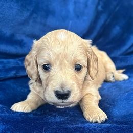 Monet - Red male Dachshund puppy in Memphis, Tennessee from River City Doxies