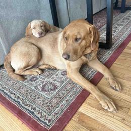 Labrador Retriever Puppies from Branley's Riverside Labradors