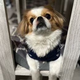 Moose - Pekingese