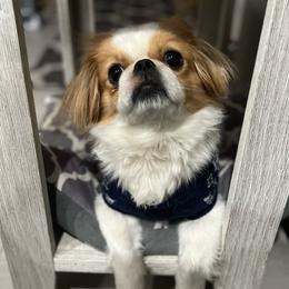 Moose - Pekingese