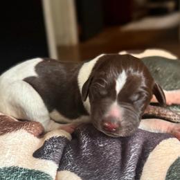 Oak - White and liver male German Shorthaired Pointer puppy in Georgia from CMC Farms