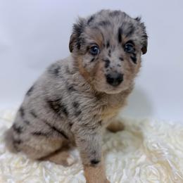 Teddy - Purple Collar - Blue merle female Australian Shepherd puppy in San Marcos, California from Faith Family Freedom Farm