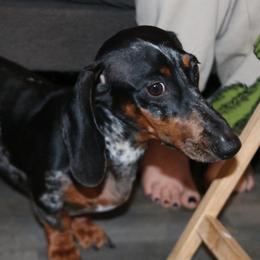 Harper - Dachshund