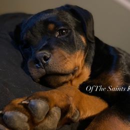 Red - Black and mahogany Rottweiler puppy in Linthicum, Maryland from Of The Saints Kennels