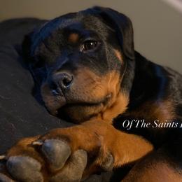 Red - Black and mahogany Rottweiler puppy in Linthicum, Maryland from Of The Saints Kennels