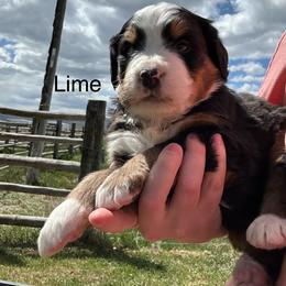 Reserve female puppy - Black rust and white female Bernese Mountain Dog puppy in Oakley, Idaho from Purple Sage Puppies Bernese Mountain Dogs