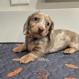 Isabella dapple long hair - Dapple female Dachshund puppy in Hesperia, California from VOM HAUSE Imperial