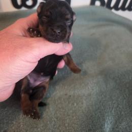 Girl 2 - Black and gold female Yorkshire Terrier puppy in Clermont, Florida from Bella's Prissy Butts