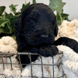 Frank - Black male Goldendoodle puppy in Wyandotte, Oklahoma from Goldendoodles of NE OK