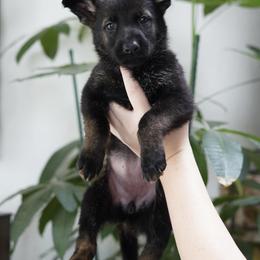 Mila - Sable female German Shepherd puppy in Coarsegold, California from Yosemite Shepherds