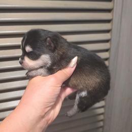 Gorgeous Grey Mini Pomsky QUALITY - Gray and white female Pomsky puppy in Austin, Colorado from Colorado Mini Dachshunds & Mini Pomskies