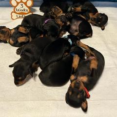 German Pinscher Puppies from LinDee Kennel